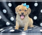 Small Photo #6 Puggle Puppy For Sale in LAKELAND, FL, USA