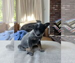 Small #2 Mutt