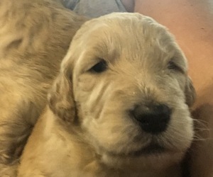 Goldendoodle Puppy for sale in BIRCHWOOD, TN, USA