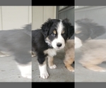 Small Photo #4 Australian Shepherd Puppy For Sale in COVE, OR, USA