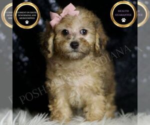 Poodle (Miniature) Puppy for sale in WARSAW, IN, USA