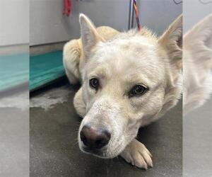 German Shepherd Dog Dogs for adoption in Camarillo, CA, USA