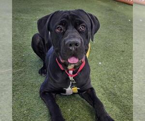 Mutt Dogs for adoption in Las Vegas, NV, USA