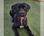 *JIM STONE - Male Mutt Dog for Adoption - Small photo
