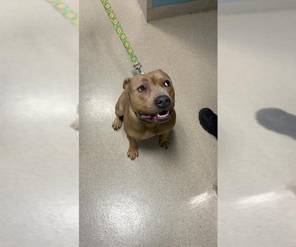 Medium Photo #1 Mutt Puppy For Sale in Newton, NC, USA