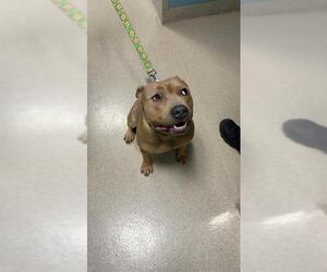 Mutt Dogs for adoption in Newton, NC, USA