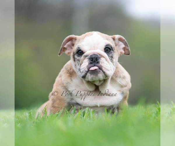 Medium Photo #18 English Bulldog Puppy For Sale in WARSAW, IN, USA