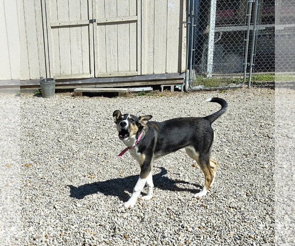 Medium Photo #2 Jack Russell Terrier-Unknown Mix Puppy For Sale in Stover, MO, USA