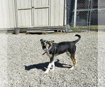 Small #1 Jack Russell Terrier Mix