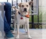 Small #6 Labrador Retriever Mix