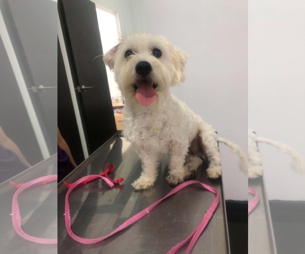 Medium Photo #5 Maltese-Unknown Mix Puppy For Sale in Escondido, CA, USA