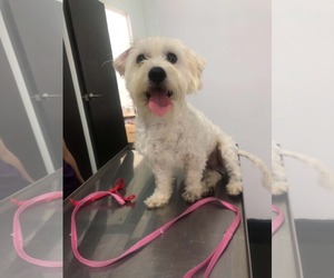 Pippin - Male Maltese-Unknown Mix Dog for Adoption - Photo #5