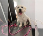 Small #4 Maltese Mix