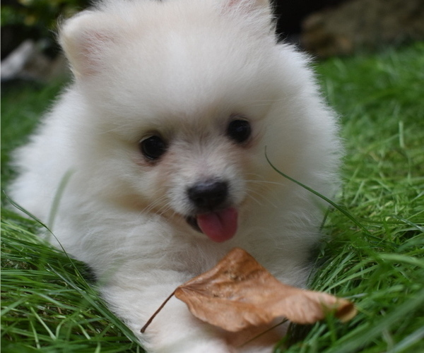 Medium Photo #12 Pomeranian Puppy For Sale in DINWIDDIE, VA, USA