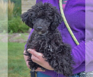 Leon - Male Maltese-Unknown Mix Dog for Adoption - Photo #3