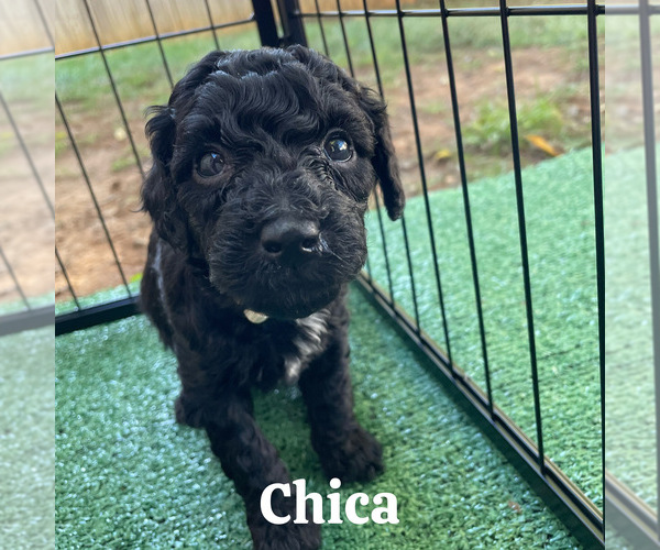 Medium Photo #1 Goldendoodle (Miniature) Puppy For Sale in NASHVILLE, TN, USA