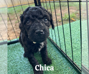 Medium Goldendoodle (Miniature)