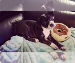 Small #7 American Pit Bull Terrier-American Staffordshire Terrier Mix