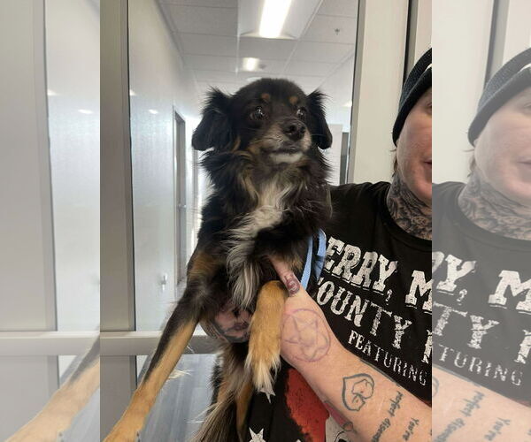 Medium Photo #2 Colonial Cocker Spaniel Puppy For Sale in Arlington, WA, USA