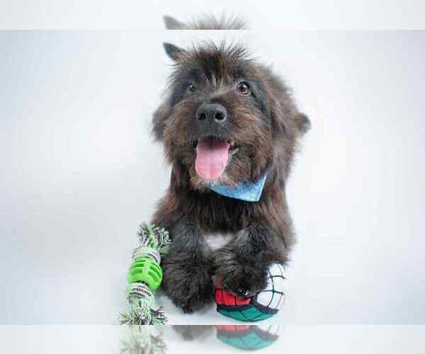 Medium Photo #2 Shih-Poo Puppy For Sale in Oak Bluffs, MA, USA