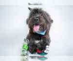Small #1 Shih-Poo
