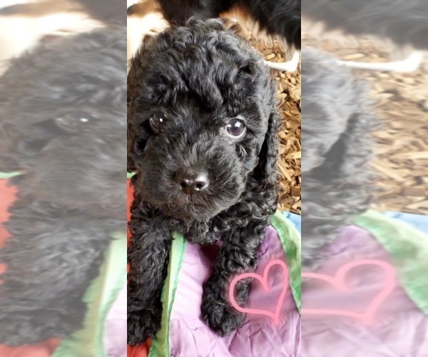 Medium Photo #10 Poodle (Miniature) Puppy For Sale in LEBANON, OR, USA