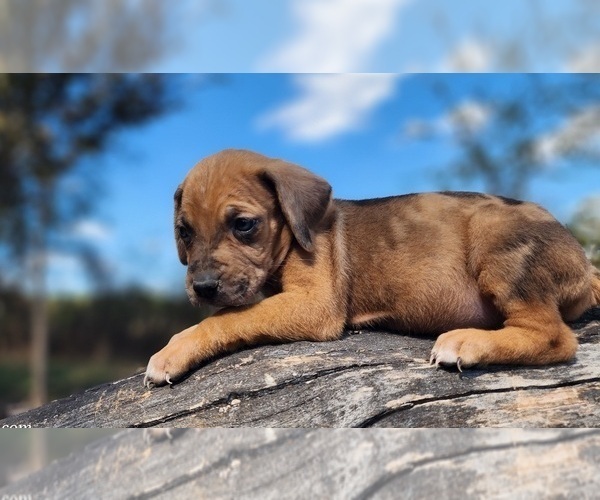 Medium Photo #6 Catahoula Leopard Dog Puppy For Sale in CUMBY, TX, USA