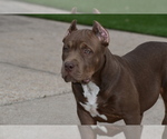 Small Photo #12 American Bully Puppy For Sale in BOLIVAR, MO, USA