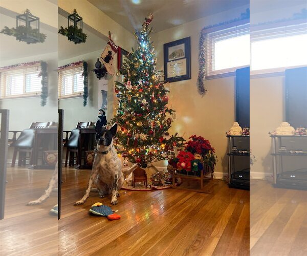 Medium Photo #18 Mutt Puppy For Sale in Derwood, MD, USA