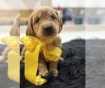 Small #5 Goldendoodle (Miniature)