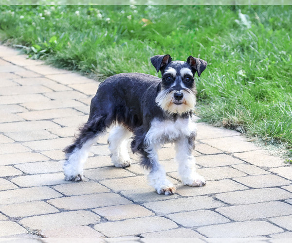 Medium Photo #4 Schnauzer (Miniature) Puppy For Sale in SYRACUSE, IN, USA