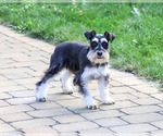 Polly - Female Schnauzer (Miniature) Puppy for Sale - Photo #4