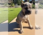 Puppy Puppy 7 Cane Corso