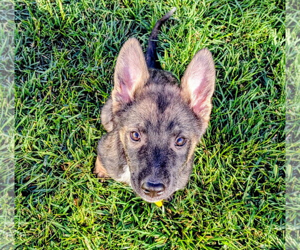 Medium Photo #13 German Shepherd Dog-Unknown Mix Puppy For Sale in Sandy, UT, USA