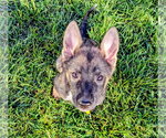 Small #12 German Shepherd Dog Mix
