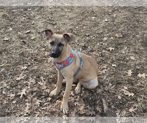 Medium Photo #3 Mutt Puppy For Sale in St. Louis Park, MN, USA