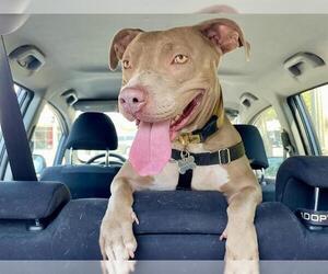 American Pit Bull Terrier Dogs for adoption in Pasadena, CA, USA