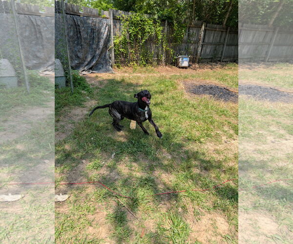 Medium Photo #7 Mutt Puppy For Sale in White Bluff, TN, USA