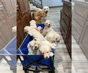 Golden Retriever Litter for sale in BIG CABIN, OK, USA