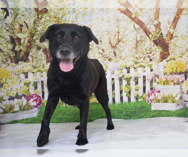 Medium Photo #1 Labrador Retriever-Unknown Mix Puppy For Sale in Oroville, CA, USA