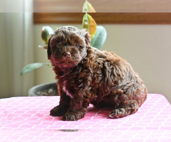 Medium Photo #3 Shih-Poo Puppy For Sale in MILLERSBURG, OH, USA