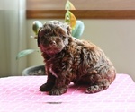 Small #2 Shih-Poo