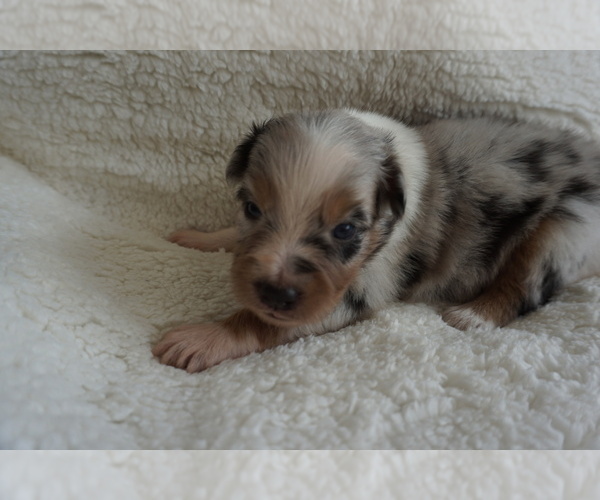Medium Photo #1 Australian Shepherd Puppy For Sale in LEXINGTON, NC, USA