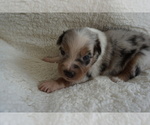Small Photo #1 Australian Shepherd Puppy For Sale in LEXINGTON, NC, USA