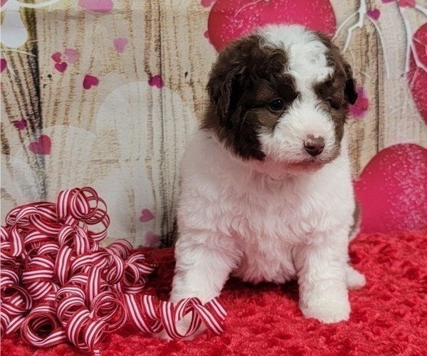 Medium Photo #2 Bordoodle Puppy For Sale in BLAKESBURG, IA, USA