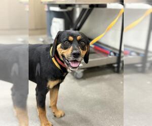 Rottweiler-Unknown Mix Dogs for adoption in Forestville, MD, USA