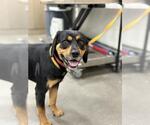 Small Rottweiler Mix