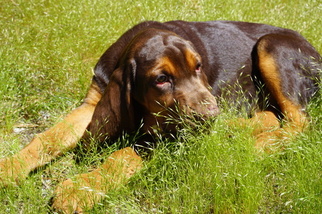 Bloodhound Puppy for sale in SOLANA BEACH, CA, USA