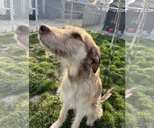 Mutt Dogs for adoption in Emmett, ID, USA