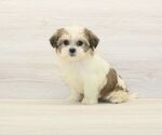 Small #4 Shorkie Tzu